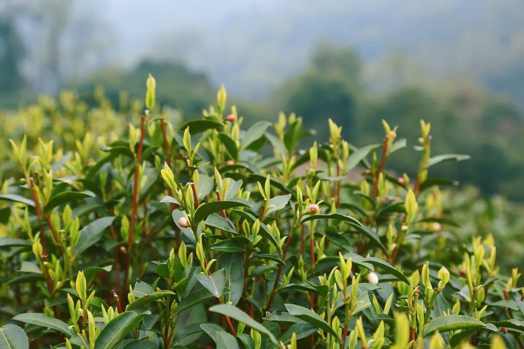 茶叶杀青采用超低氮蒸汽发生器，精准控制烘干温度及湿度！